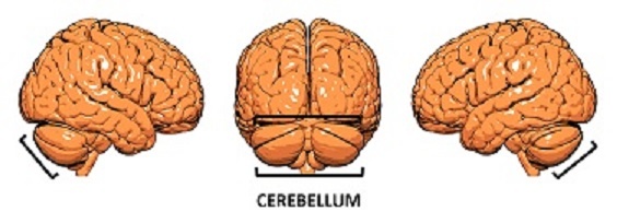 cerebellumnew2_564