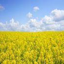 Spring is in the air! And people start sneezing.